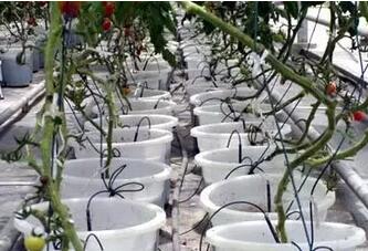 無土栽培，無土栽培技術(shù)，無土栽培設(shè)備