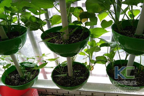 無土栽培，無土栽培技術(shù)，無土栽培設(shè)備