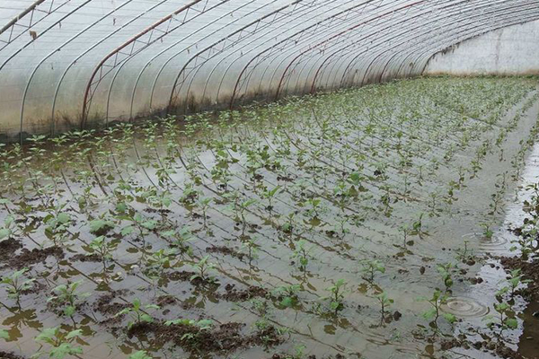 無土栽培，無土栽培技術(shù)，無土栽培設備