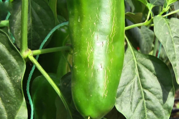 無(wú)土栽培，無(wú)土栽培技術(shù)，無(wú)土栽培設(shè)備