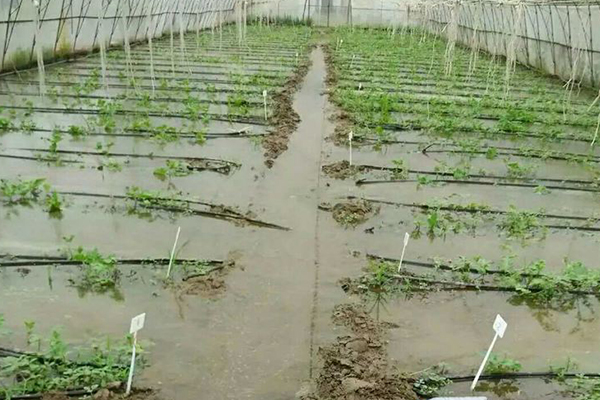 無土栽培，無土栽培技術(shù)，無土栽培設備