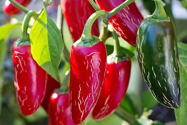 無(wú)土栽培，無(wú)土栽培技術(shù)，無(wú)土栽培設(shè)備