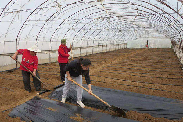 無土栽培，無土栽培技術(shù)，無土栽培設備
