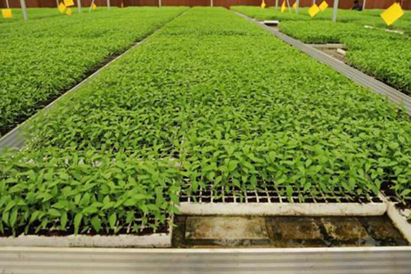 無土栽培，無土栽培技術，無土栽培設備