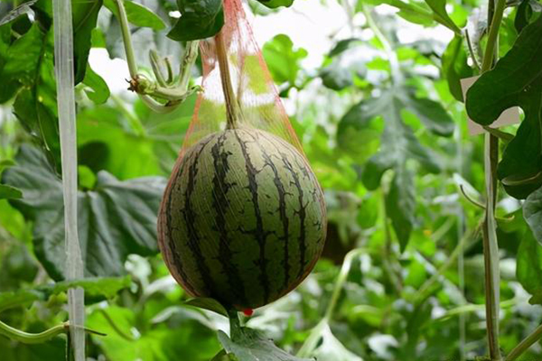 無土栽培，無土栽培技術，無土栽培設備