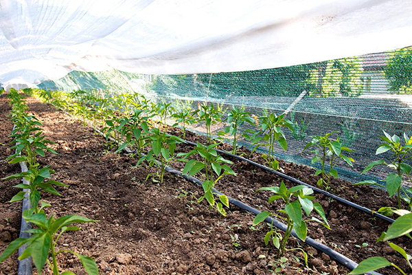 無(wú)土栽培，無(wú)土栽培技術(shù)，無(wú)土栽培設(shè)備