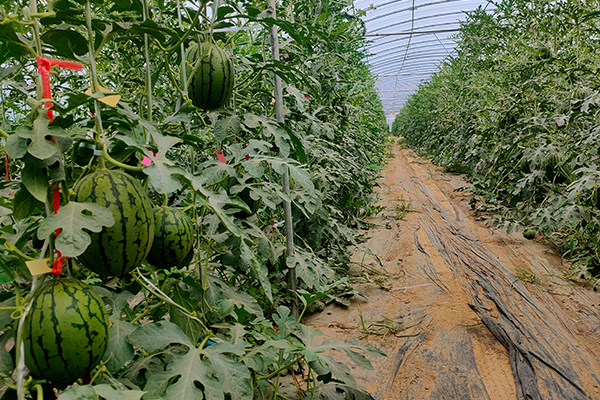 無土栽培，無土栽培技術，無土栽培設備