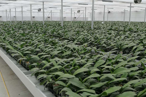 無土栽培，無土栽培技術，無土栽培設備