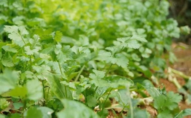 無土栽培，無土栽培技術，無土栽培設備