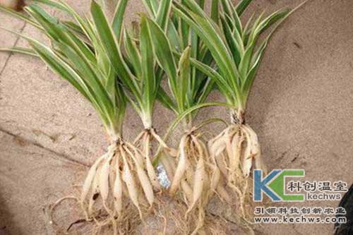 無土栽培，無土栽培技術，無土栽培設備