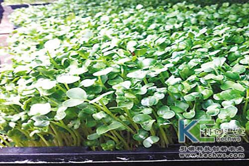 無土栽培，無土栽培技術，無土栽培設備