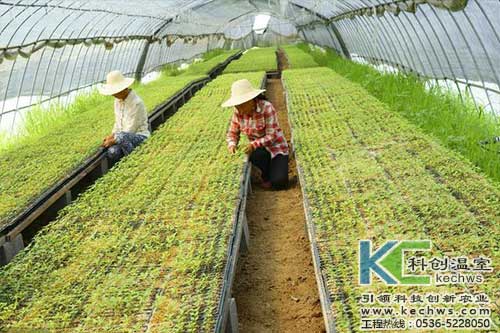 無土栽培，無土栽培技術(shù)