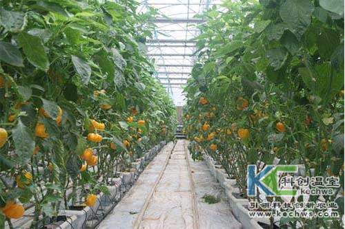 無土栽培，無土栽培技術，無土栽培設備