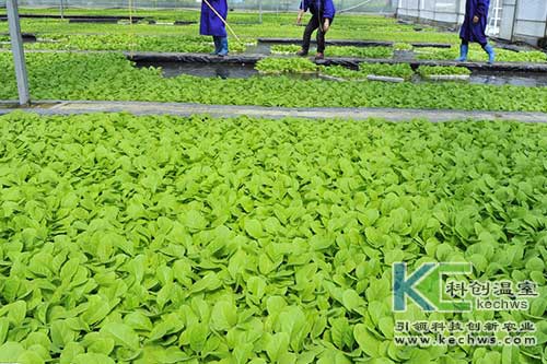 無土栽培，無土栽培技術(shù)，無土栽培設(shè)備