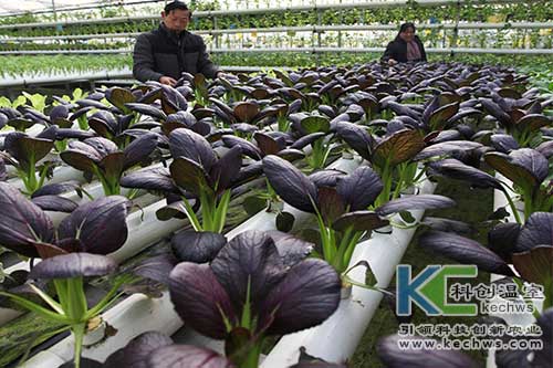 無(wú)土栽培設(shè)備,無(wú)土栽培,無(wú)土栽培技術(shù)