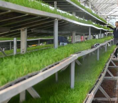 無土栽培，無土栽培技術，無土栽培設備