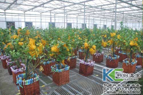 無土栽培，無土栽培技術(shù)，無土栽培設(shè)備