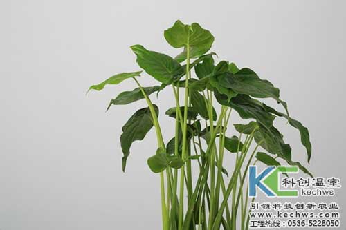 無土栽培，無土栽培技術，無土栽培設備