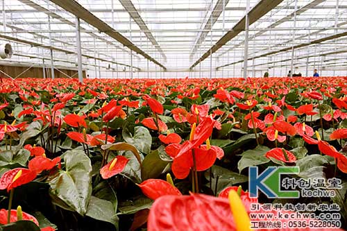 無土栽培，無土栽培技術，無土栽培設備