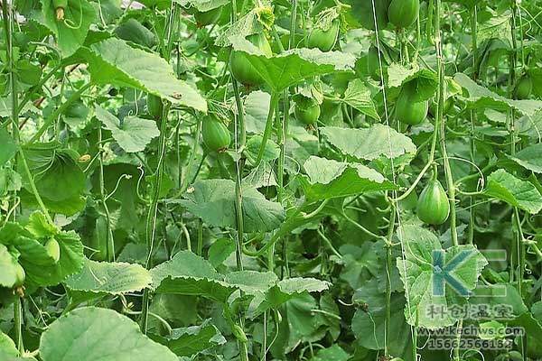 無土栽培，無土栽培技術(shù)，無土栽培設(shè)備