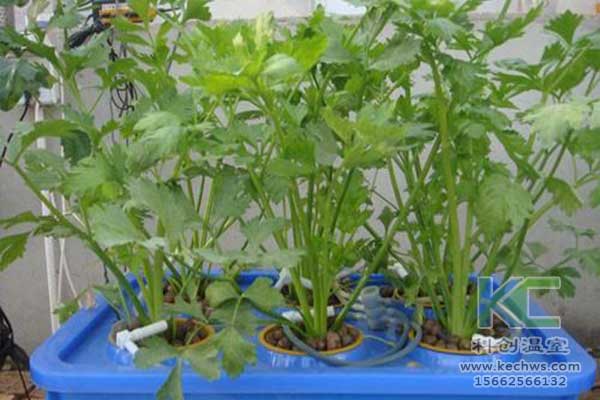 無土栽培，無土栽培技術，無土栽培設備