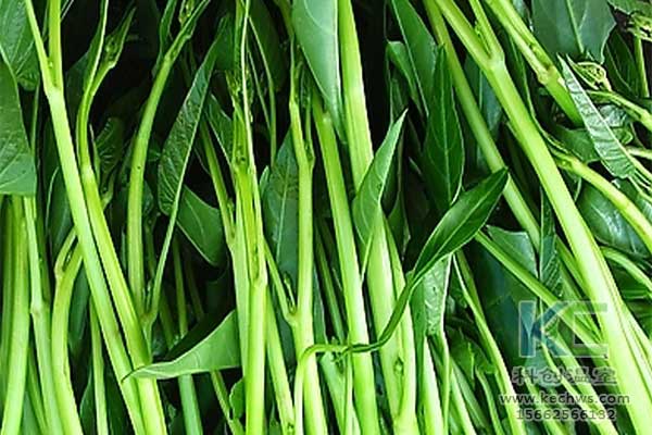 無(wú)土栽培，無(wú)土栽培技術(shù)