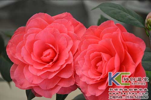 無土栽培，無土栽培技術(shù)，無土栽培設(shè)備