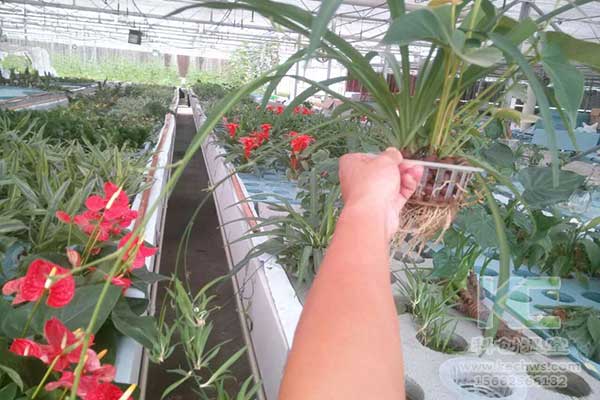 無(wú)土栽培，無(wú)土栽培技術(shù)，無(wú)土栽培設(shè)備