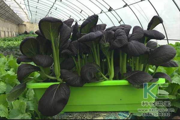 無土栽培，無土栽培技術，無土栽培設備