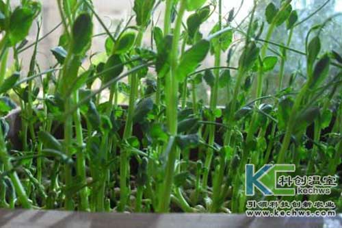 無土栽培，無土栽培技術，無土栽培設備