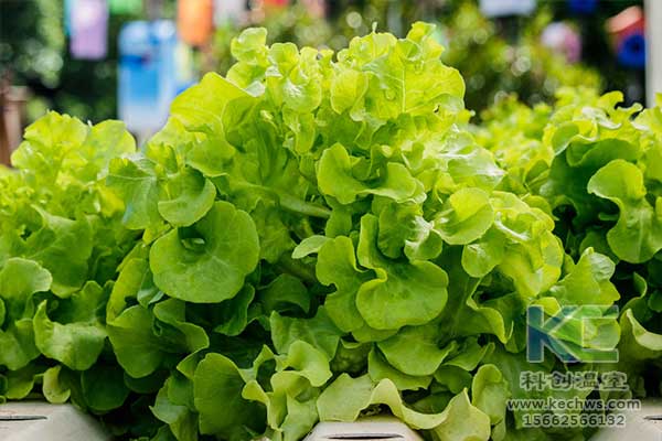 無土栽培，無土栽培技術(shù)，無土栽培設(shè)備