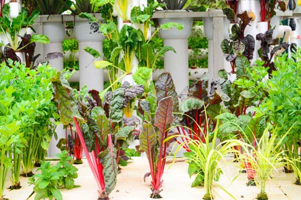 無土栽培，無土栽培技術，無土栽培設備