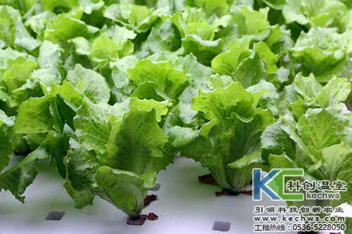 無土栽培，無土栽培技術(shù)，無土栽培設(shè)備