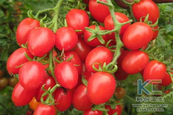 無土栽培，無土栽培技術，無土栽培設備