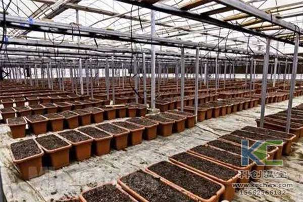無土栽培，無土栽培技術(shù)，無土栽培設(shè)備