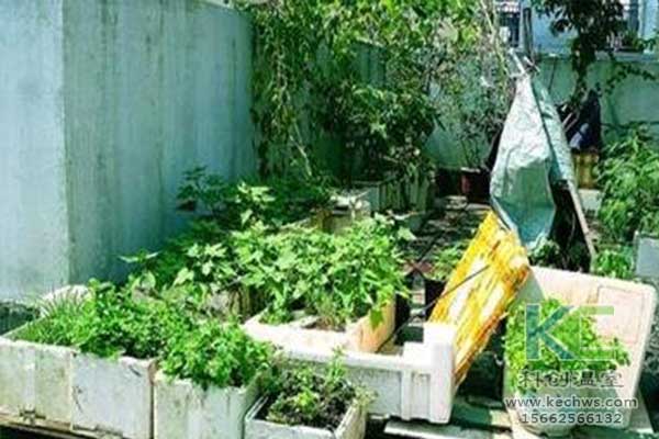 無土栽培，無土栽培技術，無土栽培設備