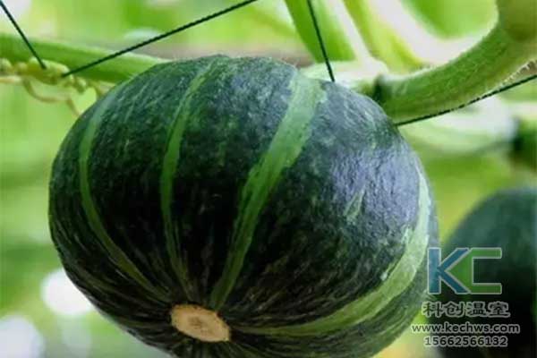 無土栽培，無土栽培技術，無土栽培設備