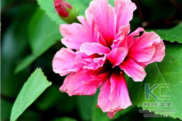 無(wú)土栽培，無(wú)土栽培技術(shù)，無(wú)土栽培設(shè)備