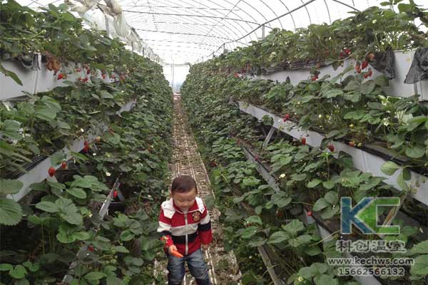 無(wú)土栽培，無(wú)土栽培技術(shù)，無(wú)土栽培設(shè)備