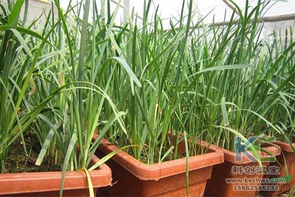 無(wú)土栽培，無(wú)土栽培技術(shù)，無(wú)土栽培設(shè)備