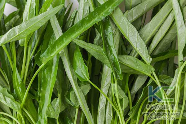 無土栽培，無土栽培技術