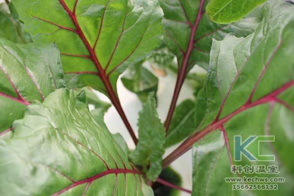 無土栽培，無土栽培技術，無土栽培設備