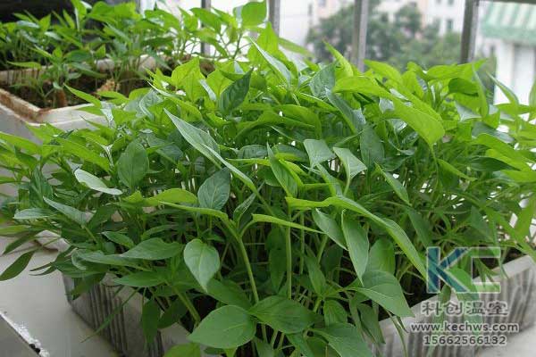 無土栽培，無土栽培技術