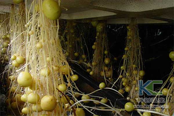 無土栽培，無土栽培技術(shù)，無土栽培設(shè)備