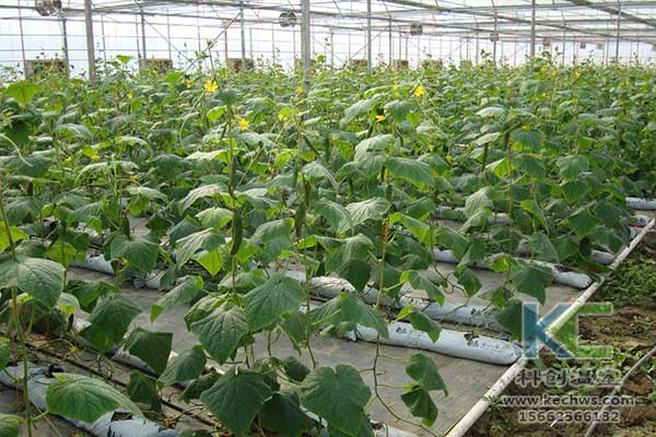無土栽培，無土栽培技術(shù)，無土栽培設備