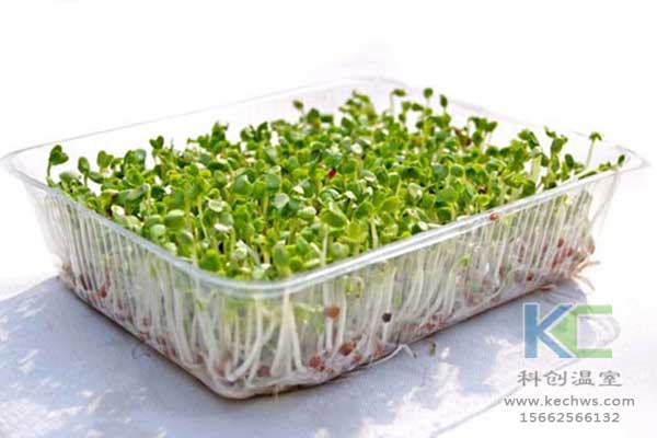 無土栽培，無土栽培技術，無土栽培設備