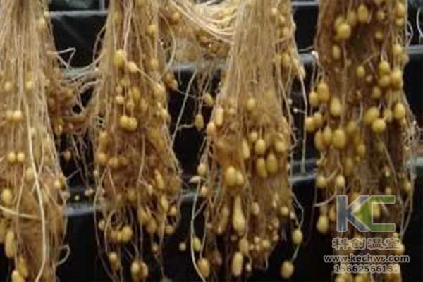 無(wú)土栽培，無(wú)土栽培技術(shù)