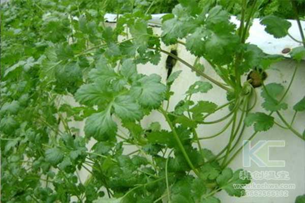 無土栽培，無土栽培技術，無土栽培設備