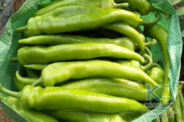 無土栽培，無土栽培技術，無土栽培設備