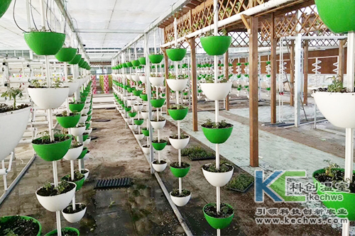 無土栽培,基質栽培,水培